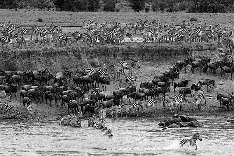 Zebras and wildebeests crossing the Mara river