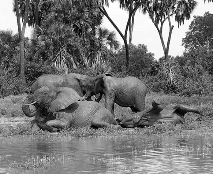 A 2 Day Safari Tanzania Safari - The Ultimate Wildlife Adventure