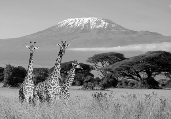 A Kenya Tanzania Safari Tripadvisor Adventure Insight