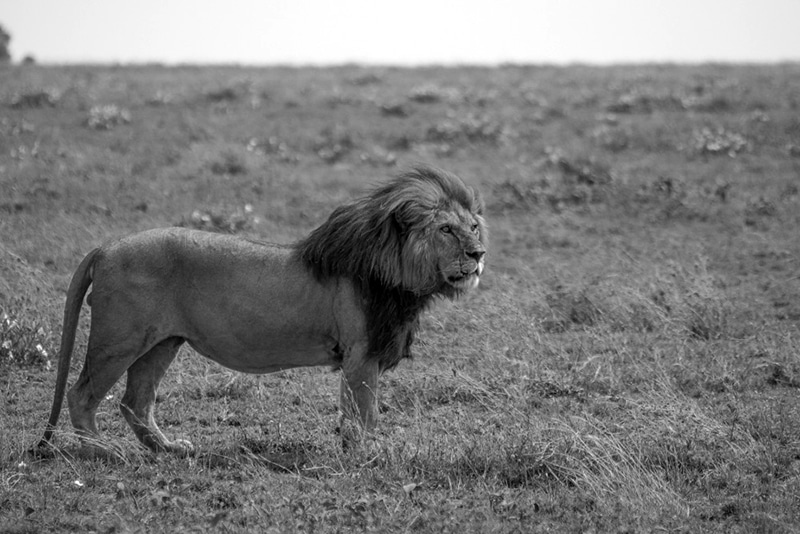 A Lion on Tanzania's Plains
