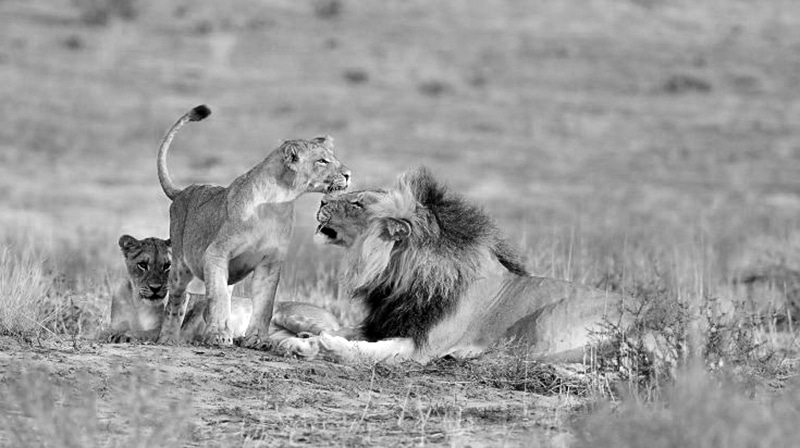 African Tanzania lion part of the big five animals that can be found in the country