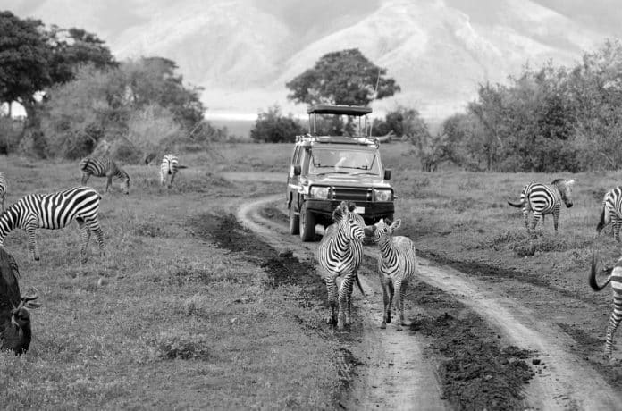 An Unforgettable 6 Day Tanzania Safari Experience - A Comprehensive Guide