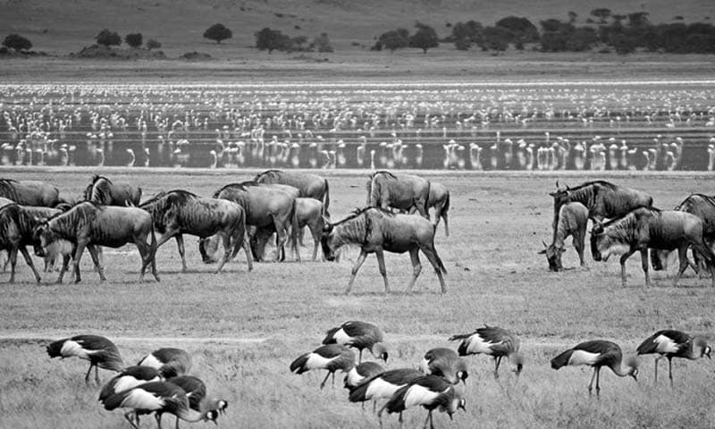 Animals fetching water at the Ngorongoro Conservation Area