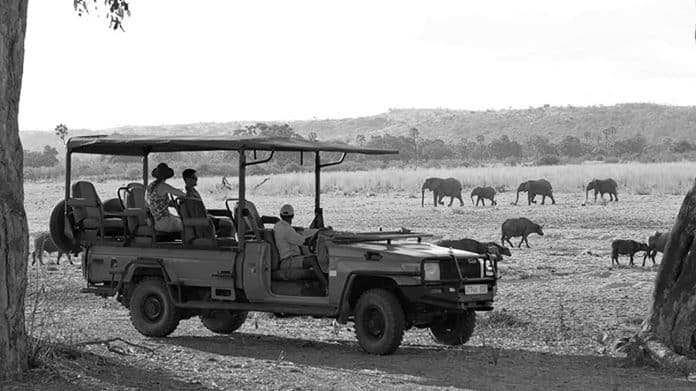 Discover the Best Safari Companies in Arusha, Tanzania - Your Ultimate Guide