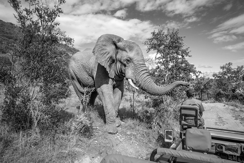 Elephant greeting a Safari guide