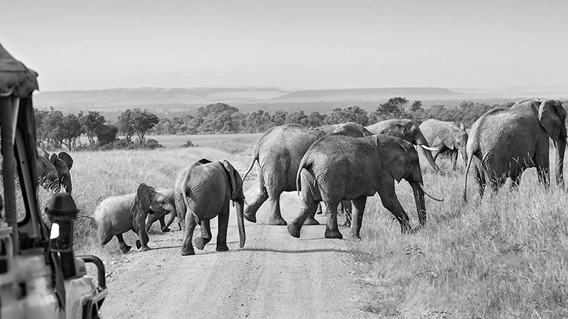 Elephants crossing the road at the Nyerere National Park