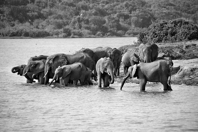 Elephants taking a dip into the water at the Queen Elizabeth National Park