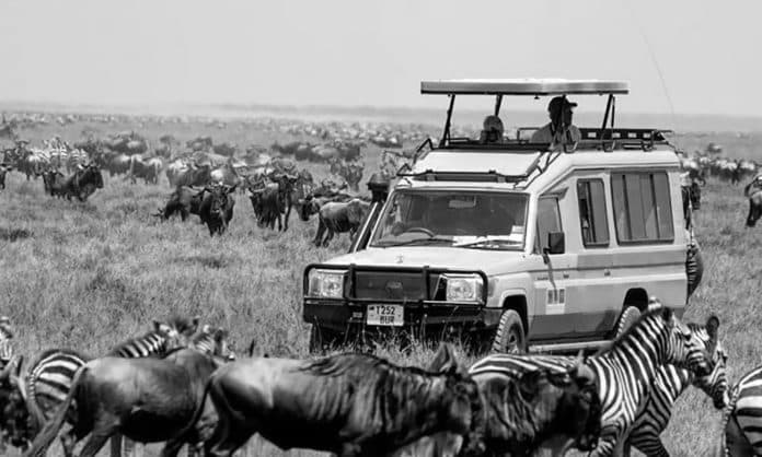 Embark on a 4 Day Safari in Tanzania