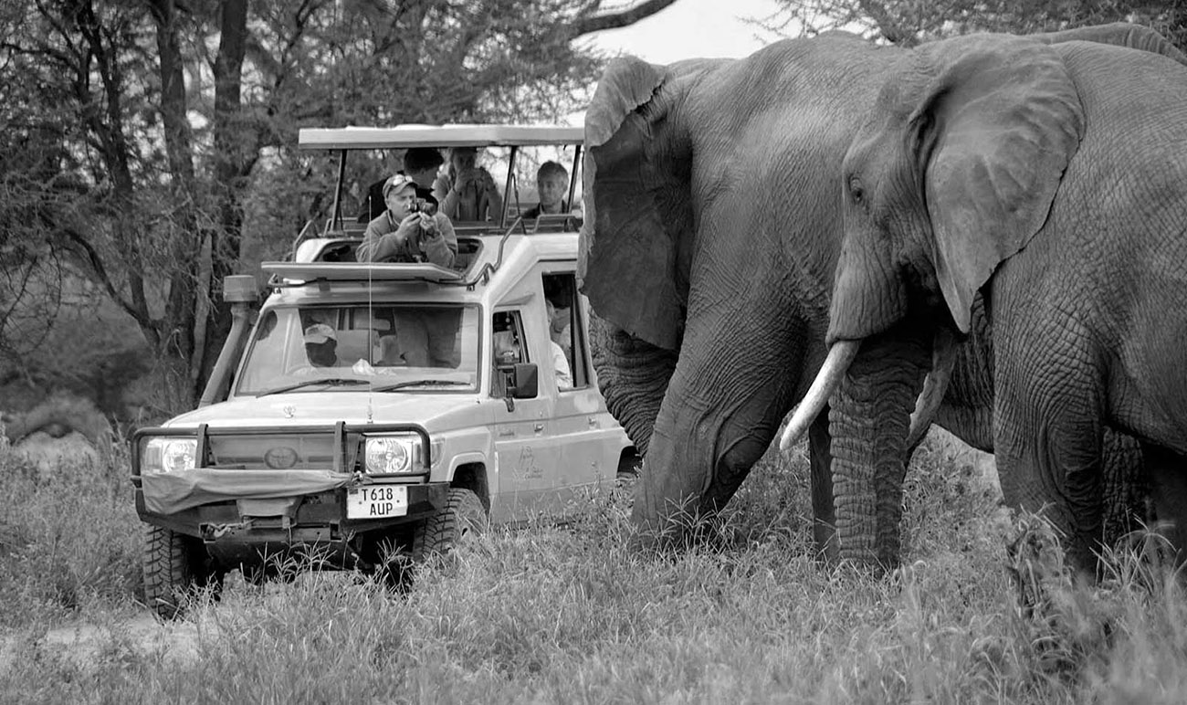 Embark on a Tanzania Safari Day Trip - An Unforgettable Adventure Awaits