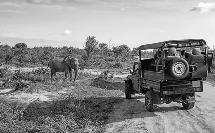 Embarking On A Journey With Foxes African Safaris Tanzania