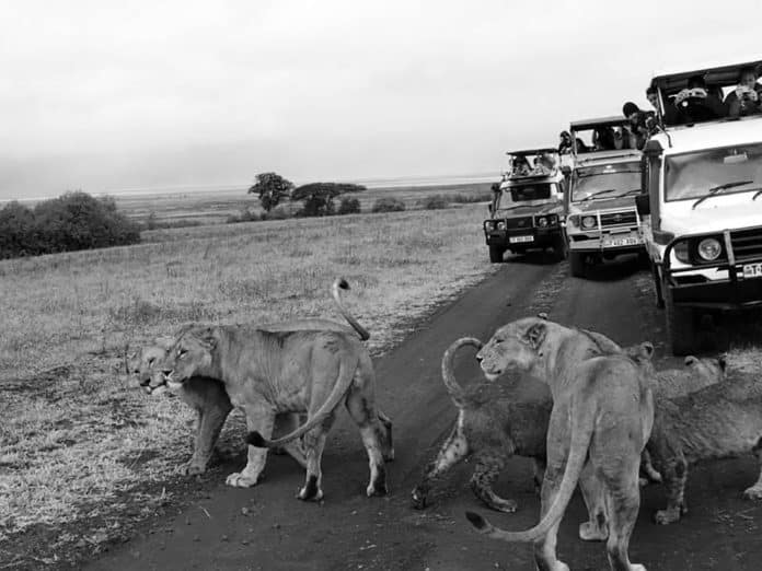 Embarking on Tanzania Serengeti Safari Tours - An Unforgettable Adventure