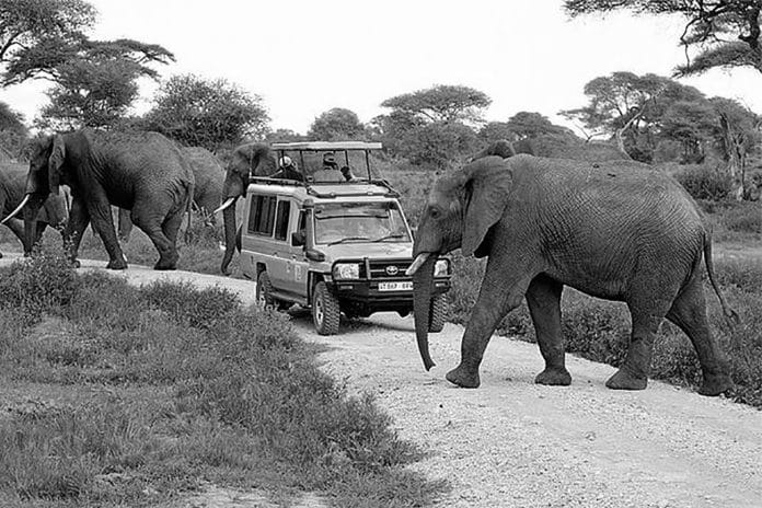 Embarking on an 8 Day Safari in Tanzania - An Unforgettable Adventure