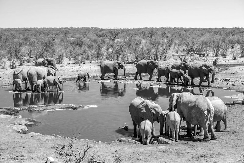 Etosha National Park Namibia - Elephants drinking water