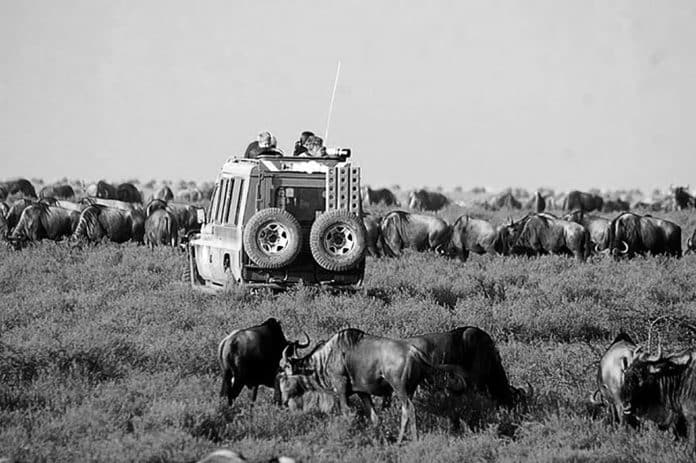 Experience the Thrill of Tanzania Safari Tours Arusha