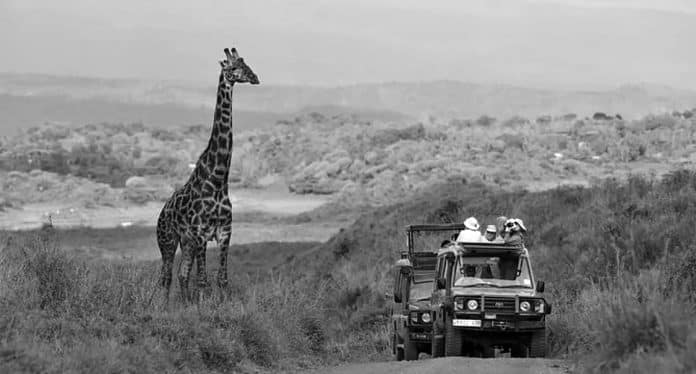Experiencing Safari Trips in Tanzania Africa - Your Ultimate Guide