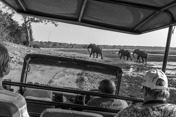 Explore Tanzania's Wildlife Without Breaking the Bank - Low Budget Safari Tips