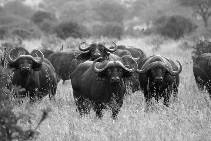 Exploring the Wild - Tanzania Hunting Safari Packages