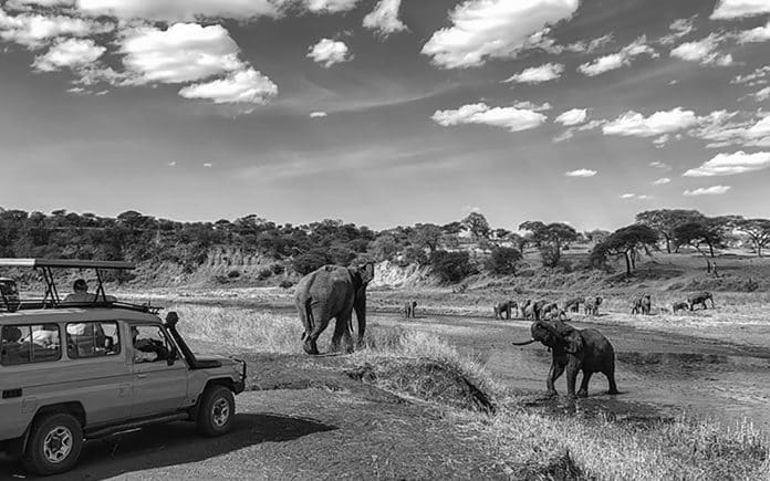 Exploring the Wilderness - A Guide to a 3 Day Safari Tanzania