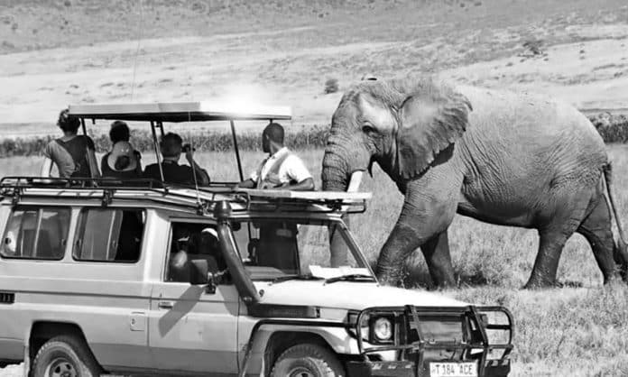Exploring the Wilderness - The African Safari Kenya and Tanzania Adventure