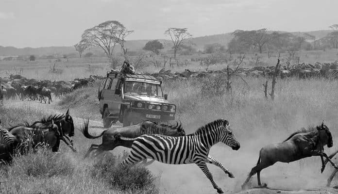 From Budget to Luxury - Comparing the Average Costs of a Safari in Tanzania