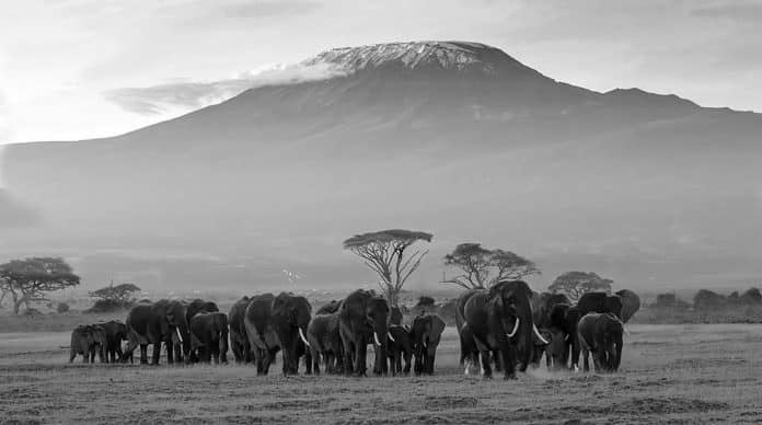 Identifying the Best Season for a Safari in Tanzania