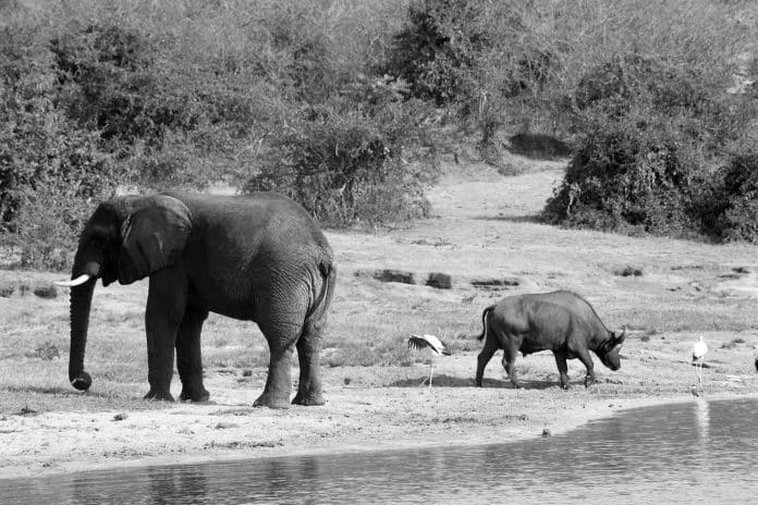 Kenya Tanzania Safari Reviews - From the Eyes of Awestruck Travelers