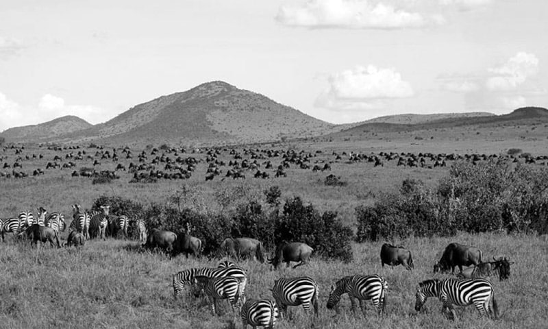 Maasai Mara National Reserve