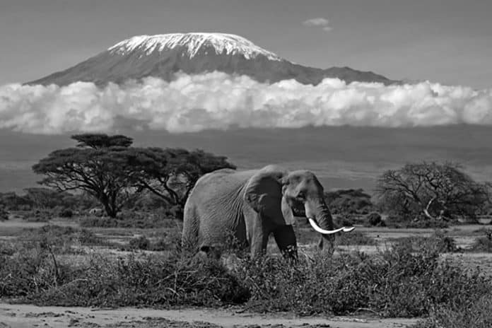 Northern Circuit - Elephant grazing with Kilimanjaro mountain in the background