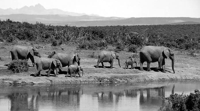 Tanzanian safari vehicle with a closed roof