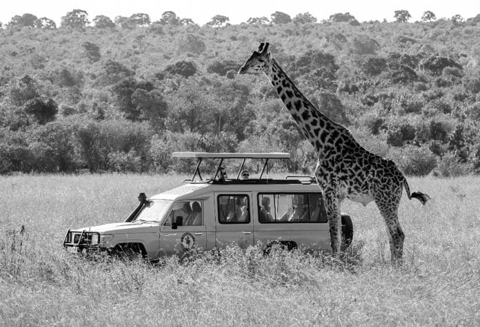 Tanzania Safari Tours Tripadvisor Insights - An Unforgettable Adventure