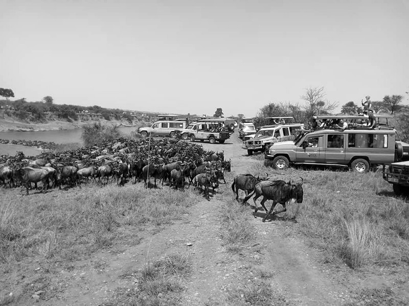 Tanzania Serengeti Adventure fleet of cars - Tourists viewing wildebeests