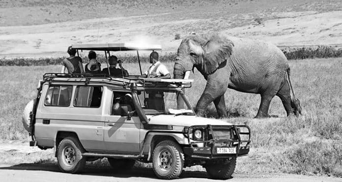 The Best Time to Go on Safari in Tanzania