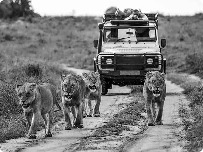 The Ultimate Guide to Tanzania Safari Packages from India