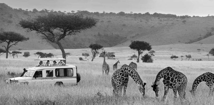 The Ultimate Guide to the Best Wildlife Safari in Tanzania