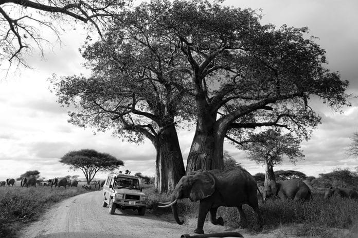 Understanding Tanzania Safari Tours Price - A Comprehensive Guide