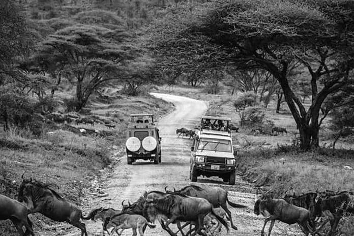 Unraveling the Cost of an African Safari in Tanzania