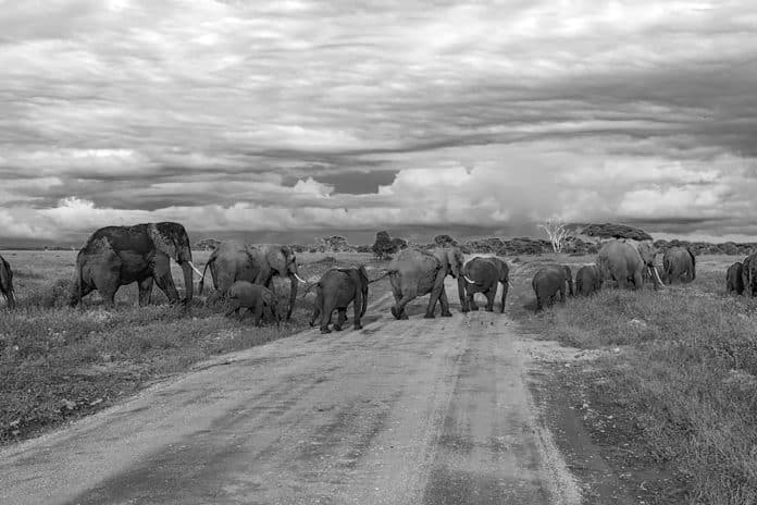 Unraveling the Tanzania Safari Tours Cost - Your Comprehensive Guide
