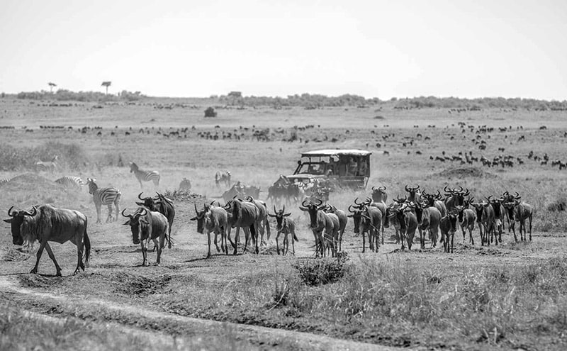 Wildebeest migration - Masai Mara National Reserve