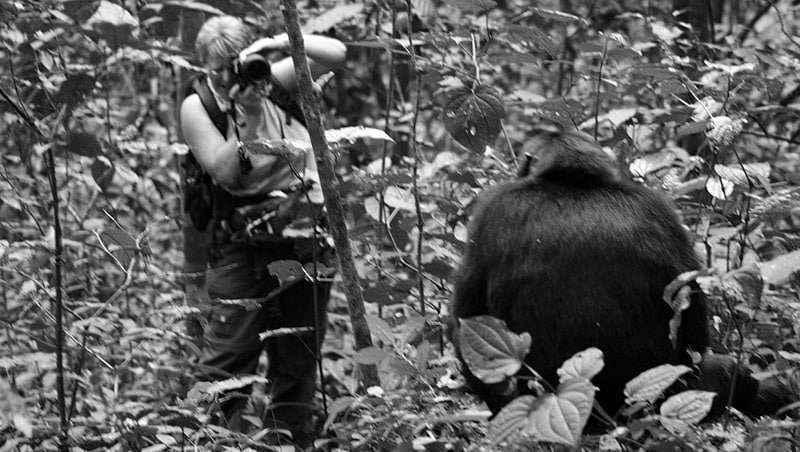 Chimpanzee tracking experiences in the Mahale Mountains