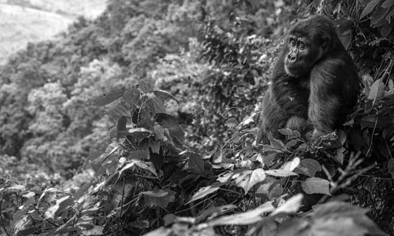 Bwindi Impenetrable Forest