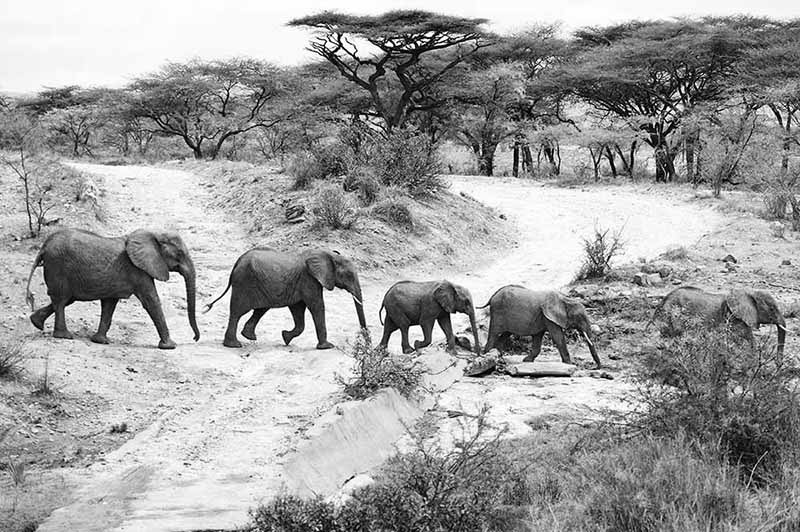 Elephants cross through a dirty unpaved road in Katavi National Park