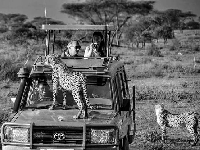 Exploring the Wild - Unveiling the Safety of Safari Adventures in Tanzania