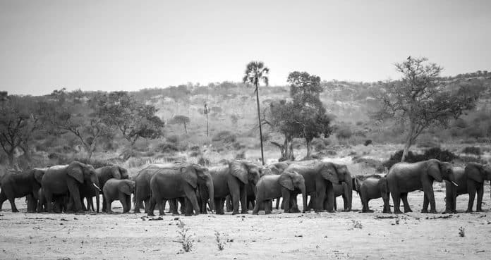 From Lions to Elephants - A Closer Look at Tanzania's Thriving Wildlife Safaris