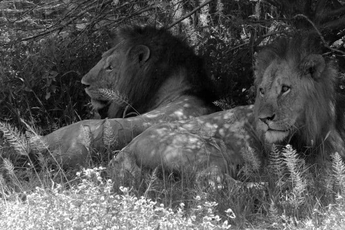 From Lions to Elephants - Exploring Tanzania's Big Five Safari Hotspots