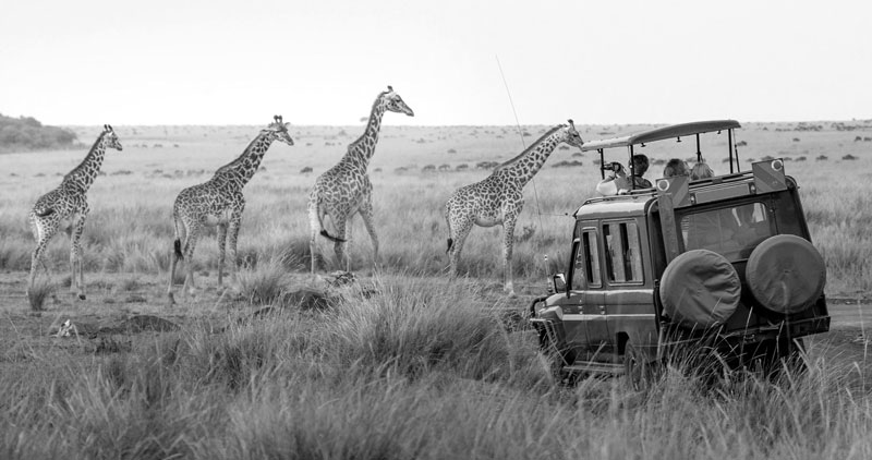 Safari Experience in East Africa