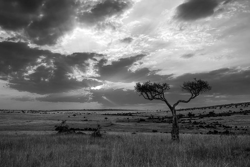 Serengeti plains