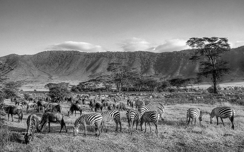 Serengeti Wildlife Safari