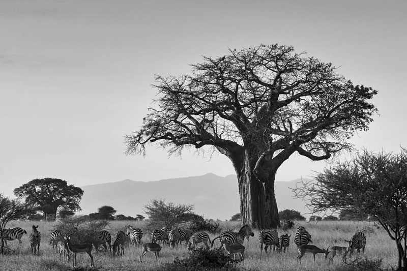 Tarangire National Park