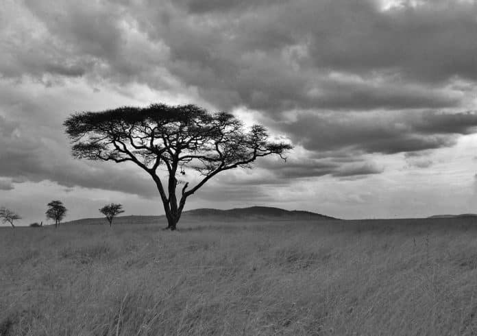 The Ultimate Guide to Choosing the Best Tanzania Safari - A Review of Supremacy