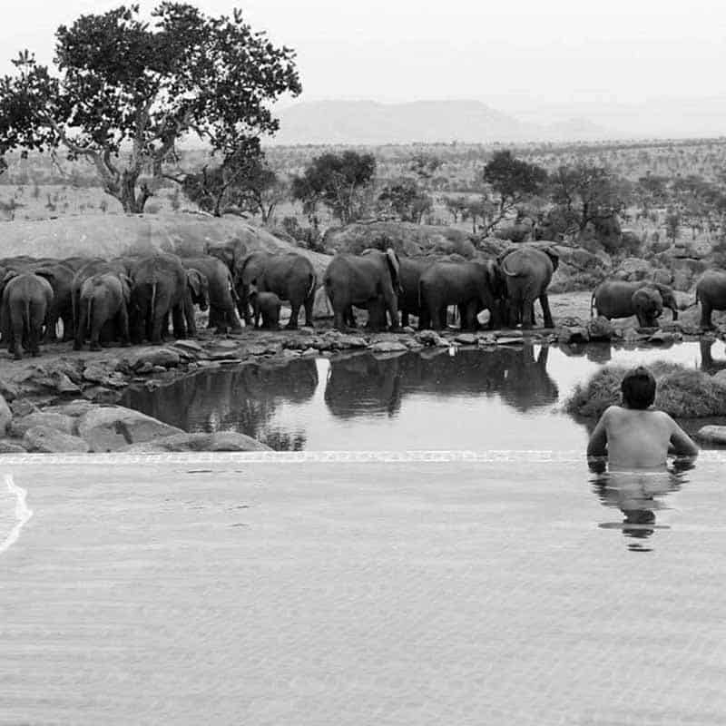 Tourist enjoying the view of elephants right from the pool